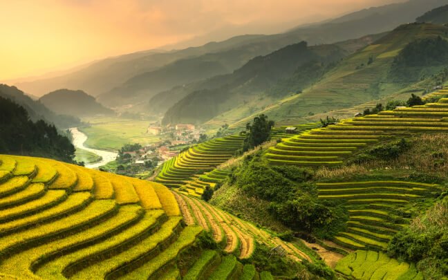 Terraced rice field landscape